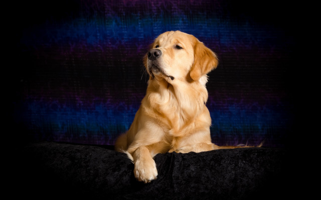 Goldenretriever blackcouch renaissance glamorpose dog free wallpaper - medium preview image