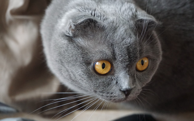 Gray cat yellow eyes bed free wallpaper - medium preview image