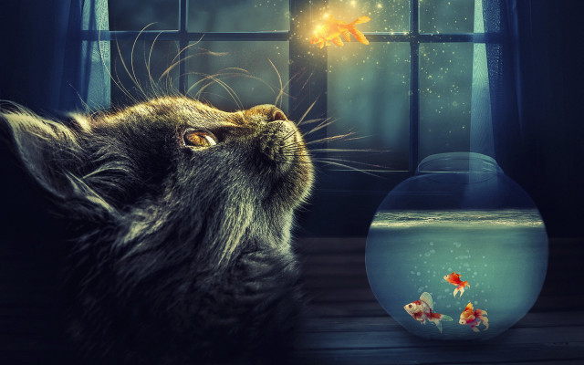 Cat goldfish magic realism aurora free wallpaper - medium preview image