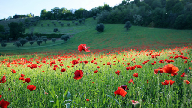 Red flower field hill kite free wallpaper - medium preview image