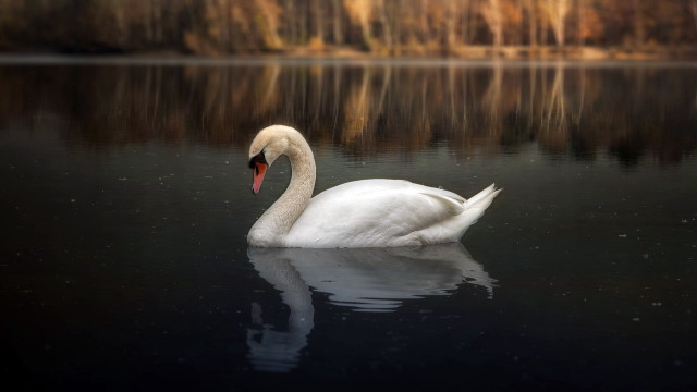 White swan lake forest night free wallpaper - medium preview image