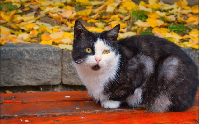 Black white cat bench leaves free wallpaper - medium preview image