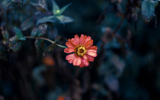 Red flower yellow center green #11 free wallpaper - medium preview image