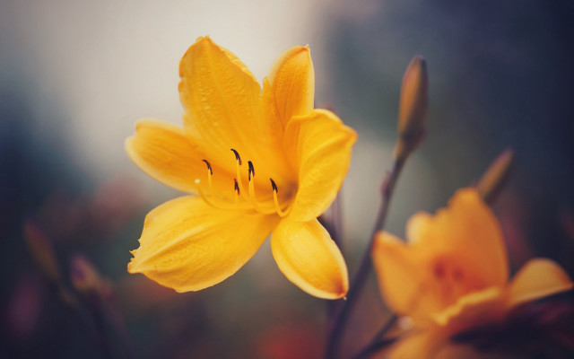 Yellow flower blurry background macro #4 free wallpaper - medium preview image