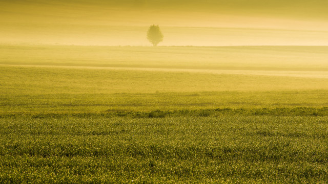 Horse field tree foggy sky free wallpaper - medium preview image