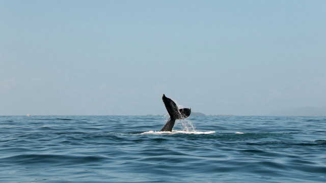 Whale tails ocean boat sky free wallpaper - medium preview image