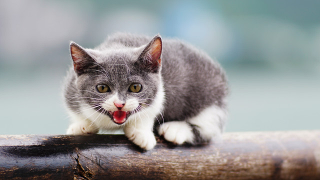 Cat open mouth tongue beach free wallpaper - medium preview image