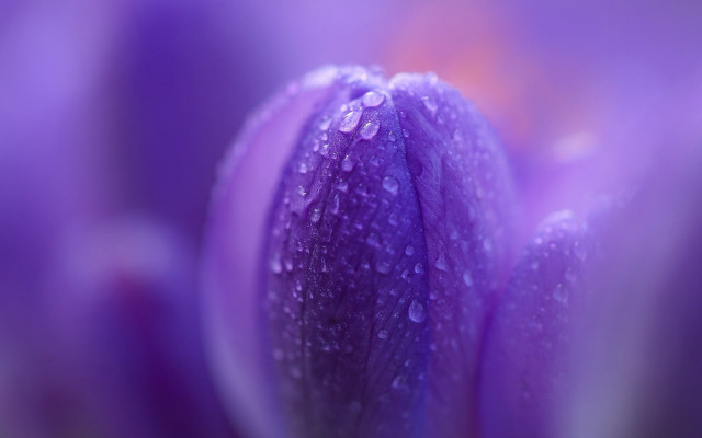 Purple flower water droplets macro #21 free wallpaper - medium preview image