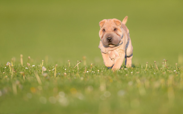 Dog running field flowers bush free wallpaper - medium preview image