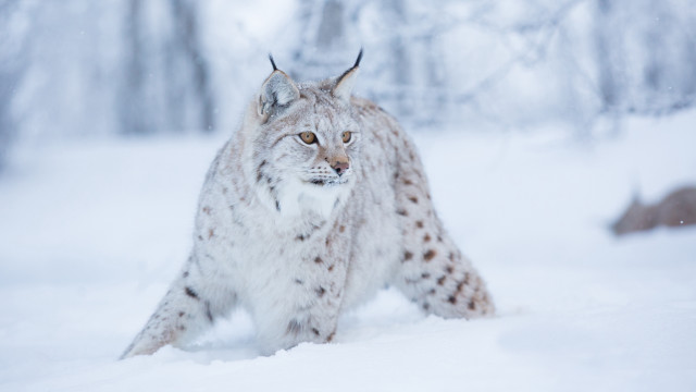 Lynx snowy forest motion blur free wallpaper - medium preview image