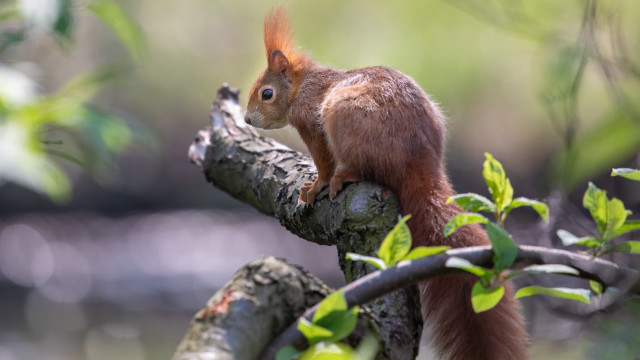 Squirrel branch leaves nature animal free wallpaper - medium preview image