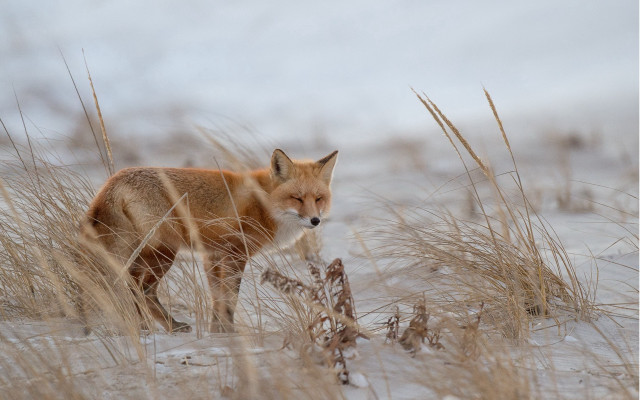 Fox tallgrass snow utilitypole precisionism free wallpaper - medium preview image
