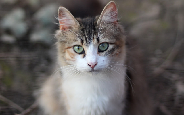 White cat green eyes blurry #3 free wallpaper - medium preview image