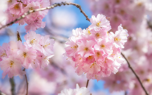 Cherry blossoms blue sky macro free wallpaper - medium preview image
