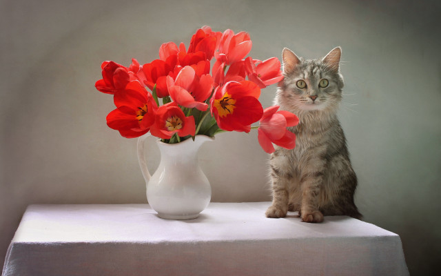 Cat vase red flowers still free wallpaper - medium preview image