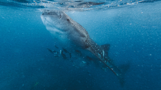 Whale ocean fish astronaut night free wallpaper - medium preview image