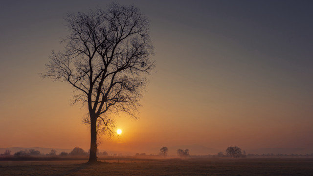 Tree sunset fog mountain nature free wallpaper - medium preview image