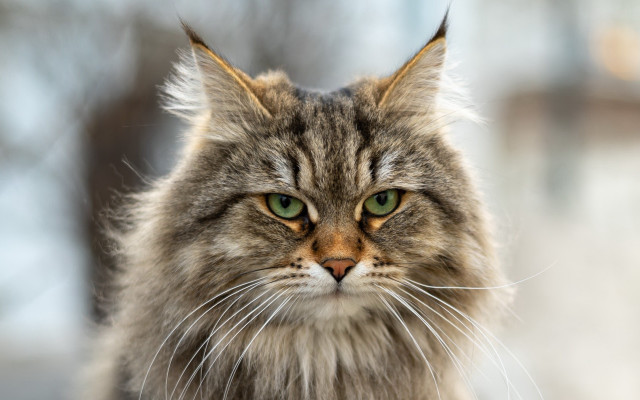 Cat green eyes angry portrait free wallpaper - medium preview image
