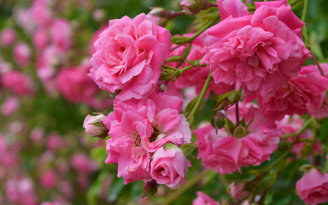 Pink flowers garden bokeh roses free wallpaper - medium preview image