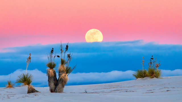 Full moon desert cactus sky free wallpaper - medium preview image