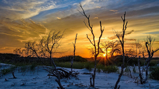 Sunset trees bushes forest city free wallpaper - medium preview image
