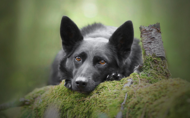 Black dog moss branch woods free wallpaper - medium preview image