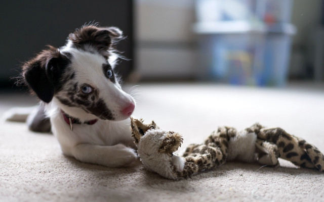 Dog playing toy livingroom bookcase free wallpaper - medium preview image