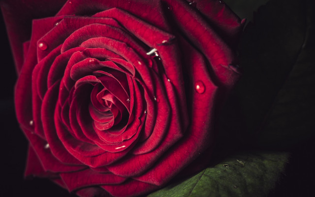 Red rose water droplets macro #48 free wallpaper - medium preview image