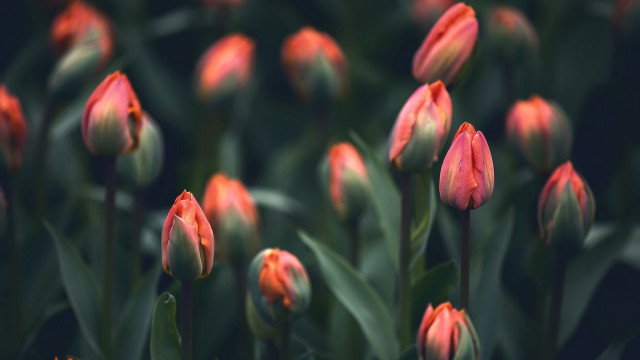 Red flowers green leaves bokeh free wallpaper - medium preview image