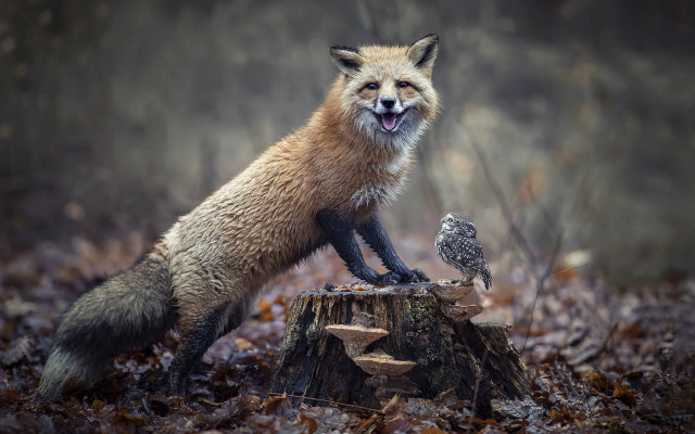 Red fox stump owl forest free wallpaper - medium preview image