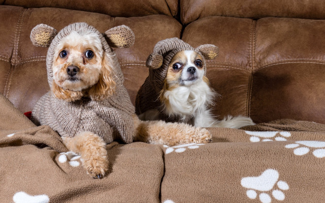 Dog couch sweaters hats pawprints free wallpaper - medium preview image