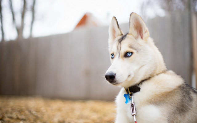 Husky blue eyes grass fence free wallpaper - medium preview image
