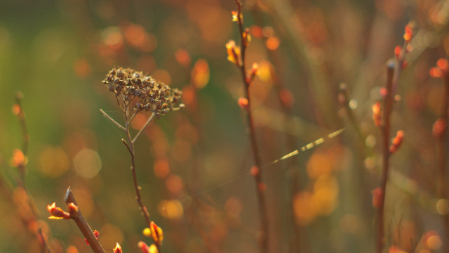 Plant small flowers blurry background free wallpaper - medium preview image