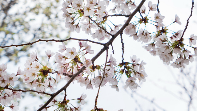 White flower branch blue sky #7 free wallpaper - medium preview image