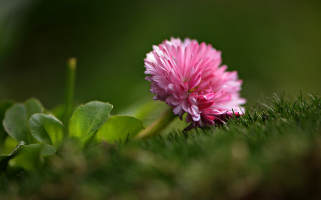 Pink flower macro grass field free wallpaper - medium preview image