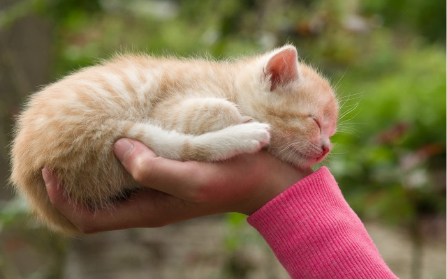 Tiny cat in hand shiba free wallpaper - medium preview image