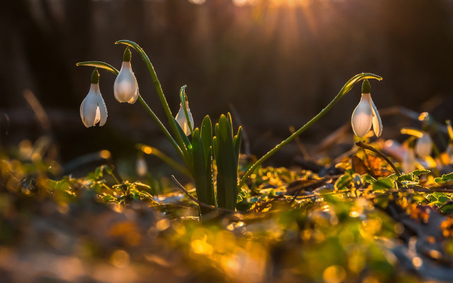 Flowers grass autumn bokeh macro free wallpaper - medium preview image