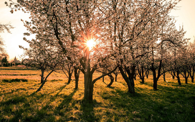 Autumn bush tree sunset nature free wallpaper - medium preview image