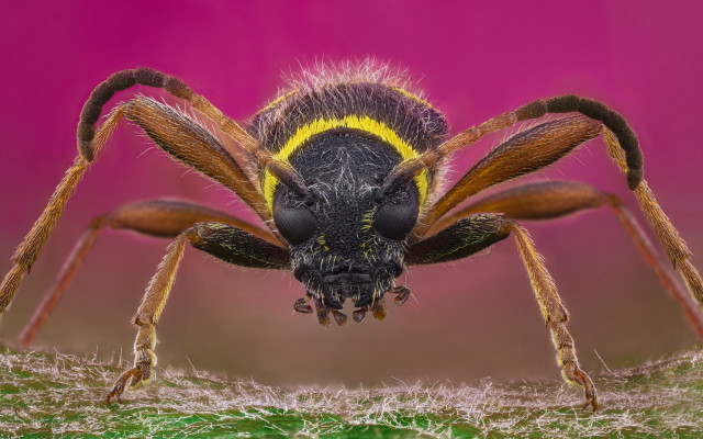 Spider yellow stripe pink background free wallpaper - medium preview image