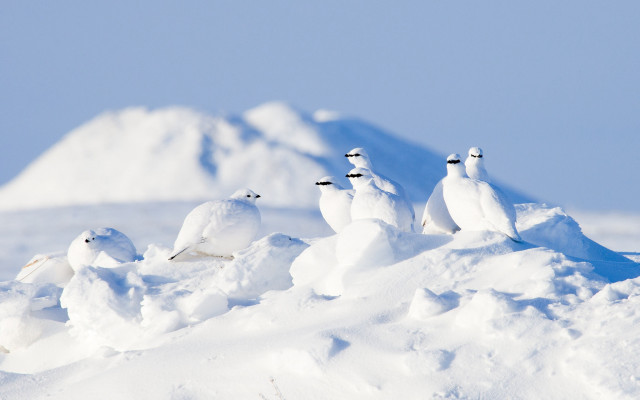Birds snowy hill mountain blue free wallpaper - medium preview image