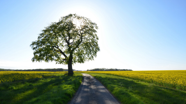Tree road field flower blue free wallpaper - medium preview image