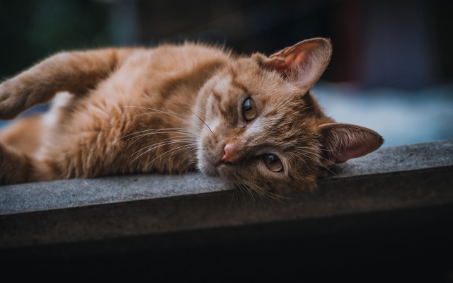 Cat cement wall window sill free wallpaper - medium preview image