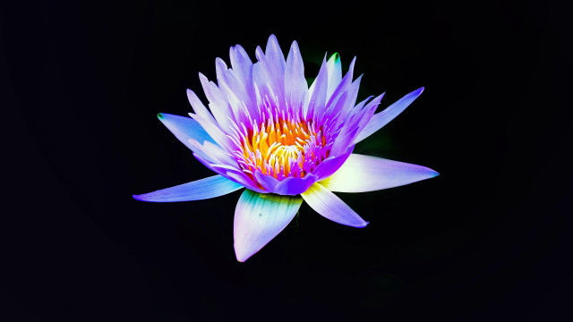 Purple flower yellow center hologram free wallpaper - medium preview image