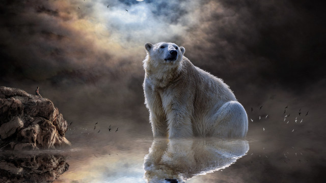 Polar bear moon clouds water free wallpaper - medium preview image