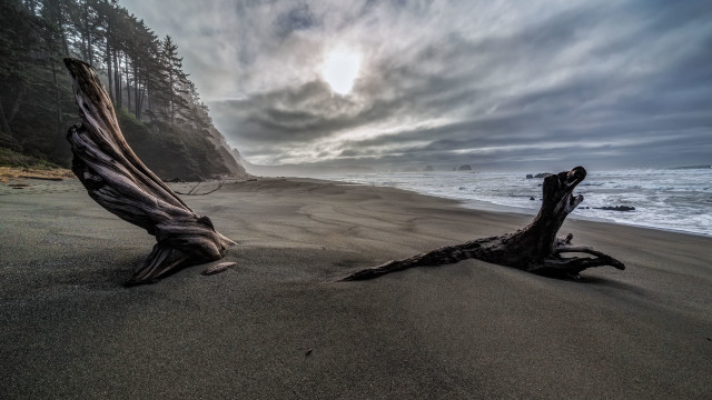 Tree stump beach cloudy sky free wallpaper - medium preview image