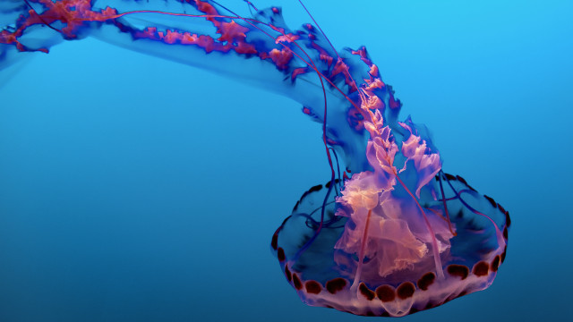 Jellyfish water sky cloud 3d free wallpaper - medium preview image