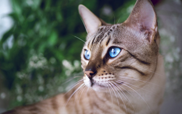 Blue eyes cat bush tree free wallpaper - medium preview image