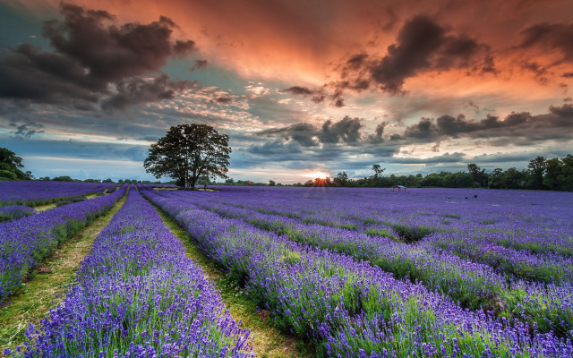 Lavender field cloudy sunset tree free wallpaper - medium preview image