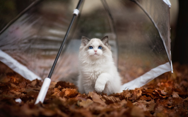 White cat under umbrella autumn #2 free wallpaper - medium preview image