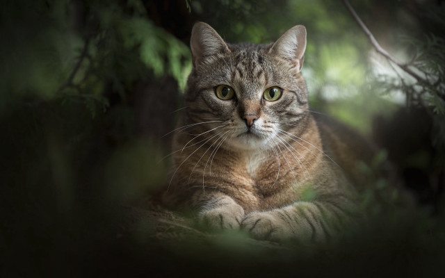 Cat forest serious rayonism animal free wallpaper - medium preview image